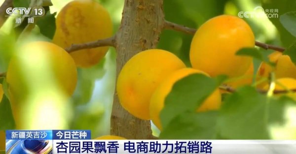 “芒”有所获，“种”有所得 时令水果争“鲜”上市、供销两旺