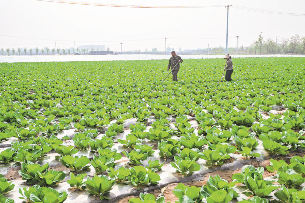 春种蔬菜、夏收西瓜、秋割水稻、冬采菊花 正定一村庄走出致富路